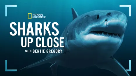 thumbnail - Sharks Up Close with Bertie Gregory