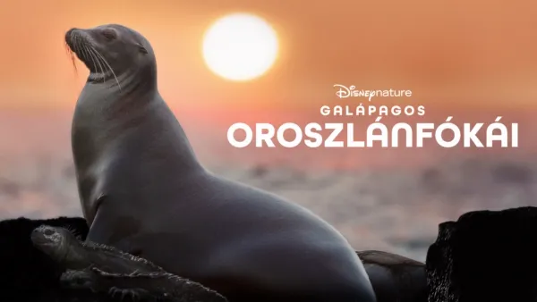 thumbnail - Galápagos oroszlánfókái