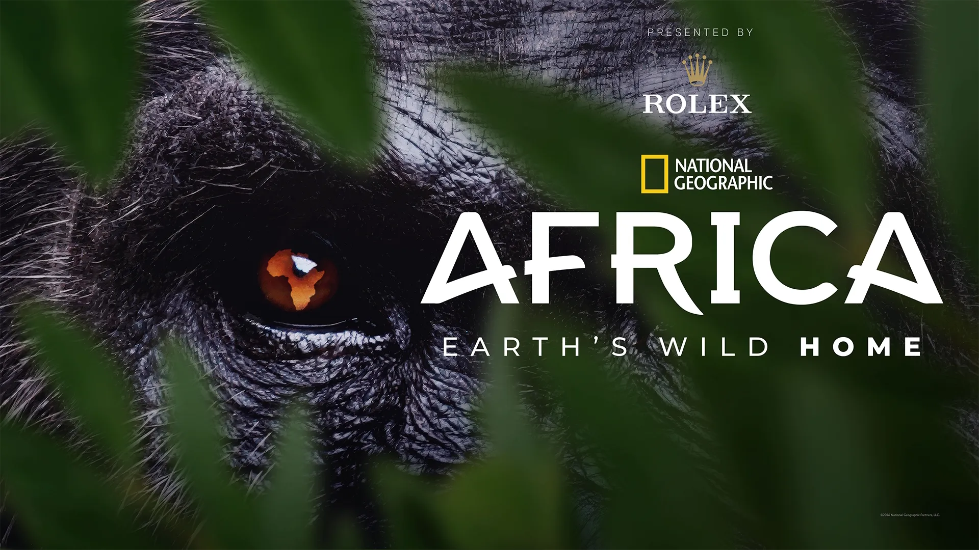 Africa's Wild World