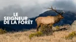 thumbnail - Seigneur de la forêt, Le