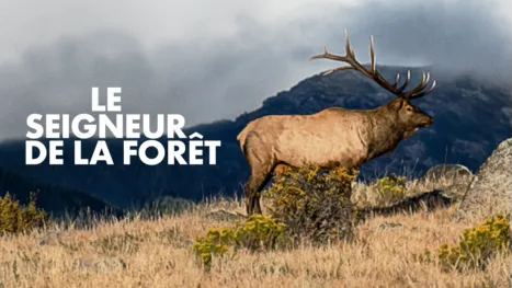 thumbnail - Seigneur de la forêt, Le