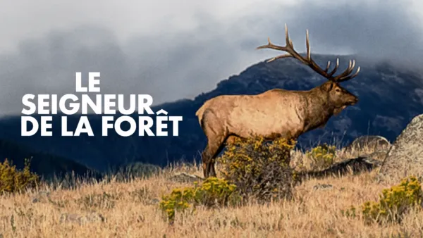 thumbnail - Seigneur de la forêt, Le