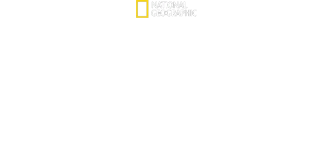 Måltid för hajar