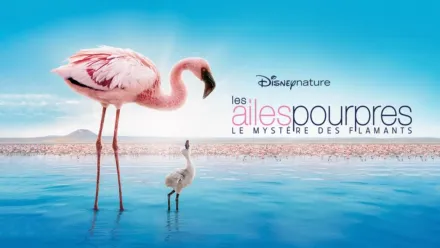 thumbnail - Les Ailes Pourpres: Le Mystère des Flamants