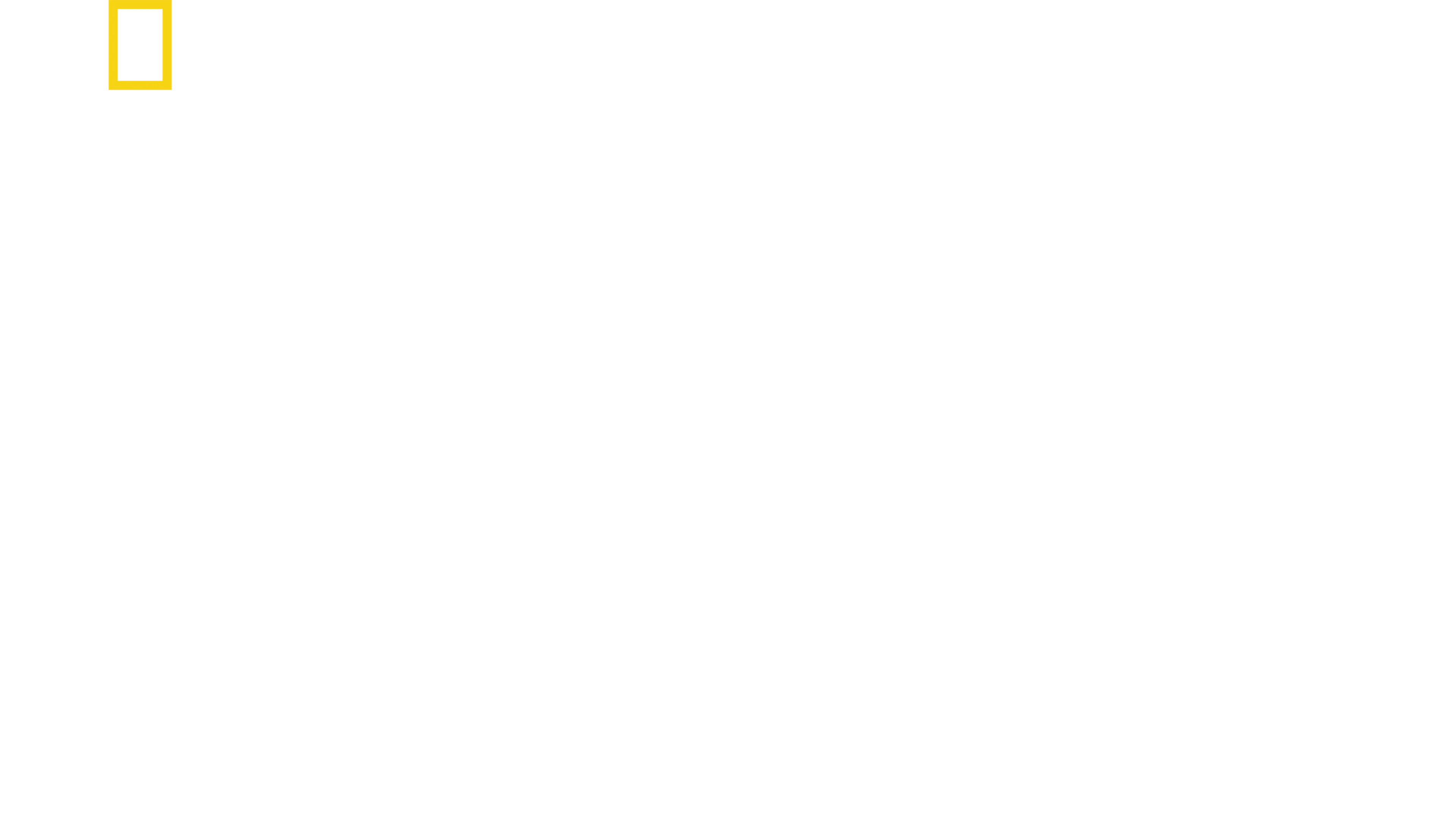 鯊與鯨