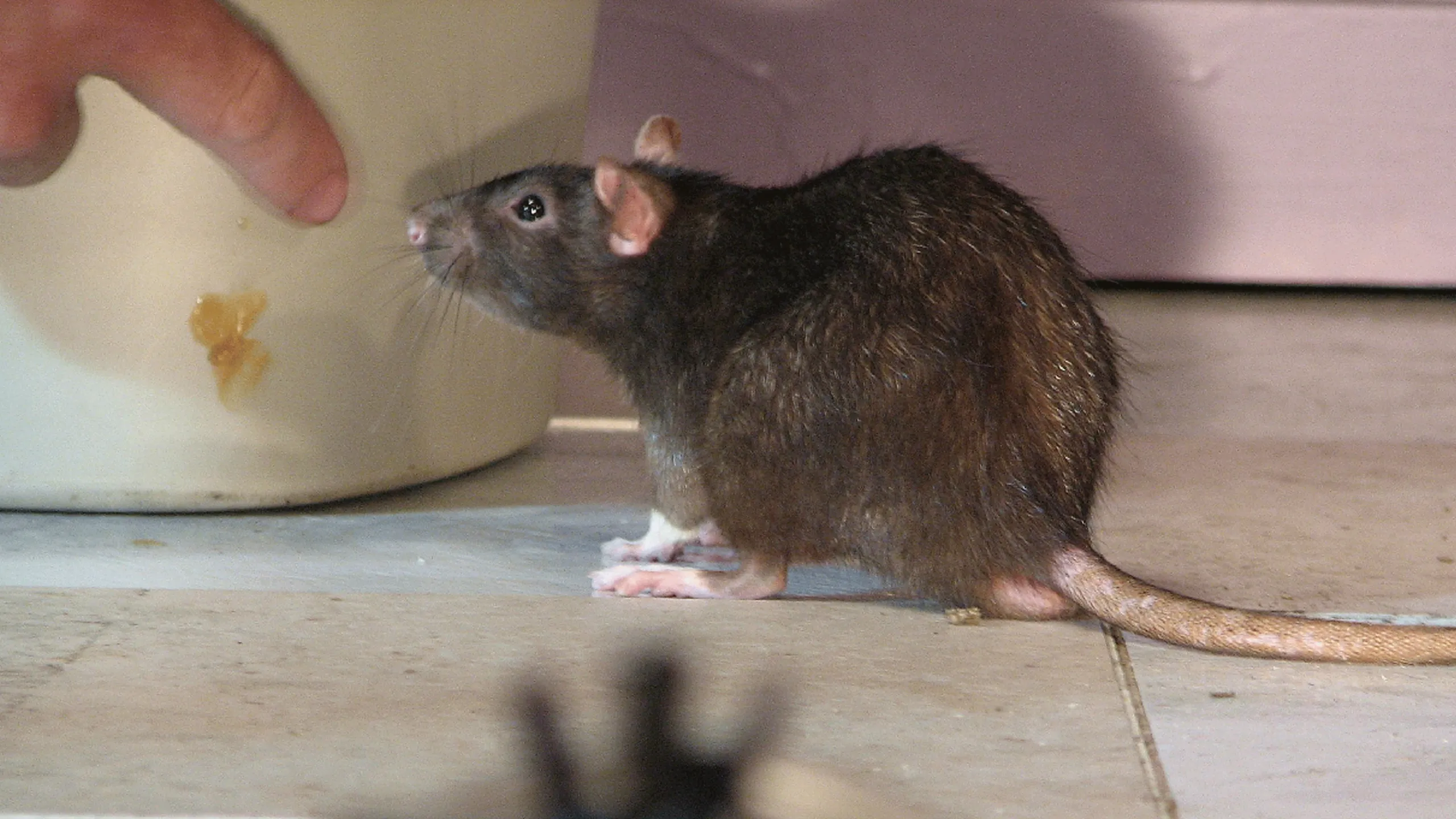 thumbnail - S1:E4 Rat Genius