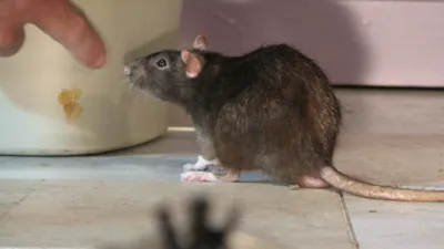 thumbnail - S1:E4 Rat Genius