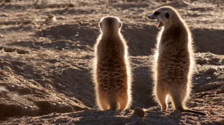 Clan of the Meerkats