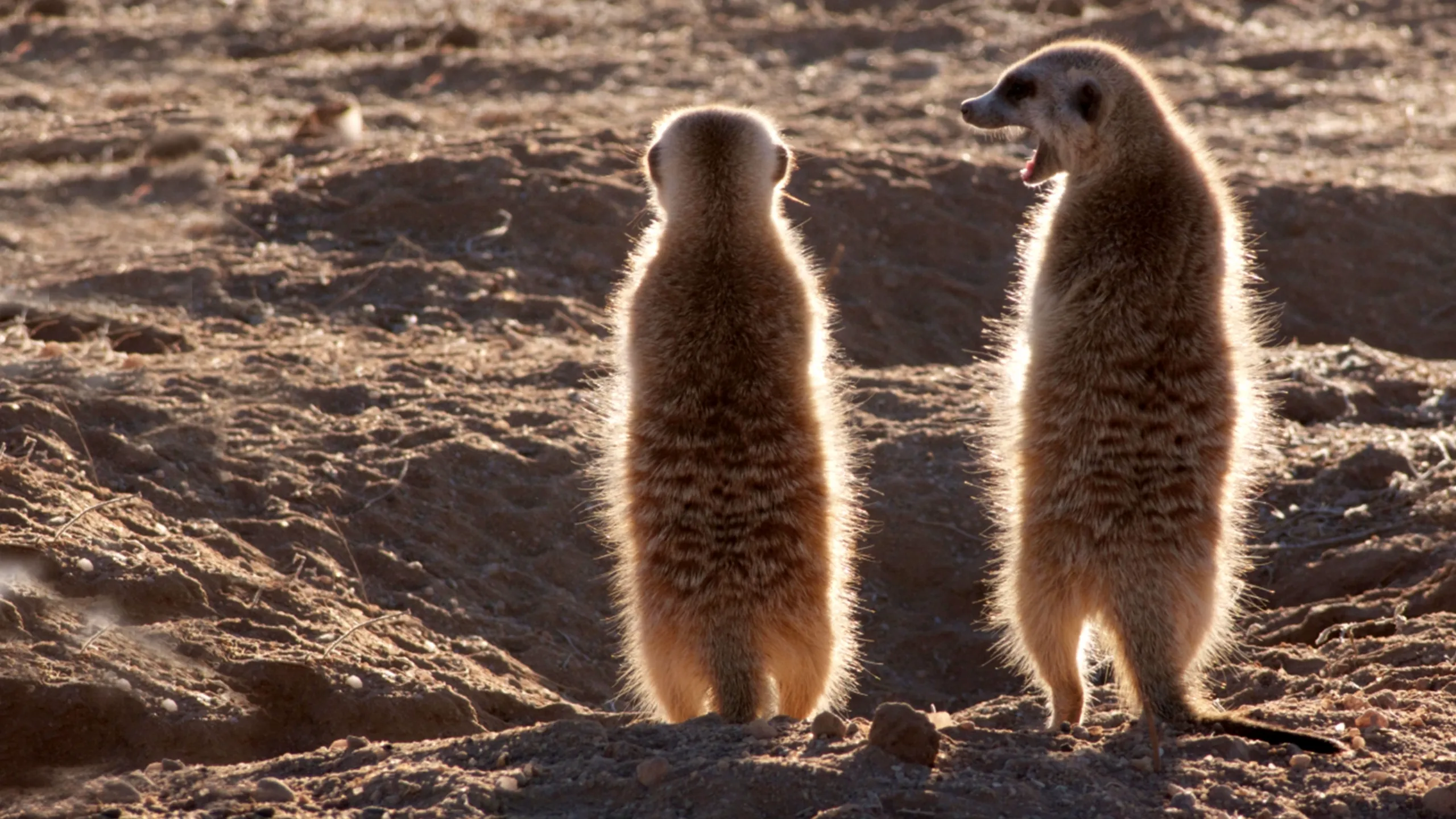 Clan of the Meerkats