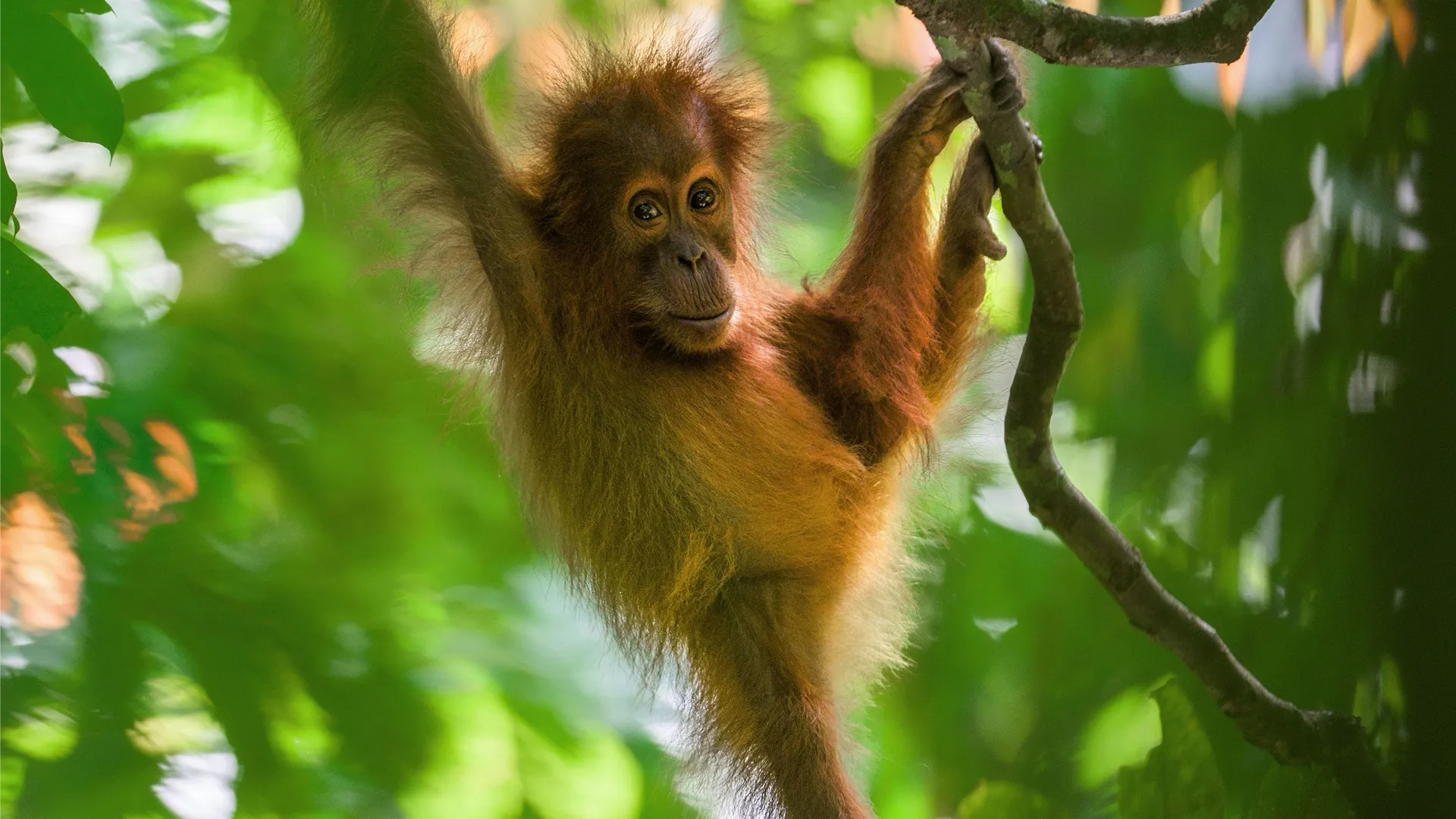 Close-up of a baby Orangutan hanging in a tree.