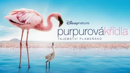 thumbnail - Purpurová křídla, tajemství plameňáků