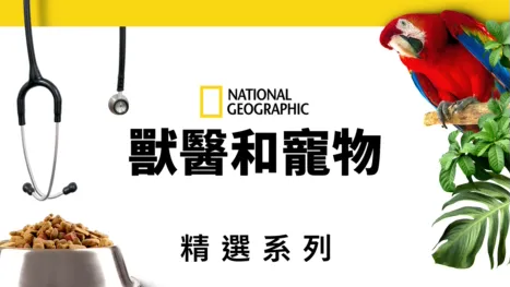 thumbnail - 獸醫和寵物