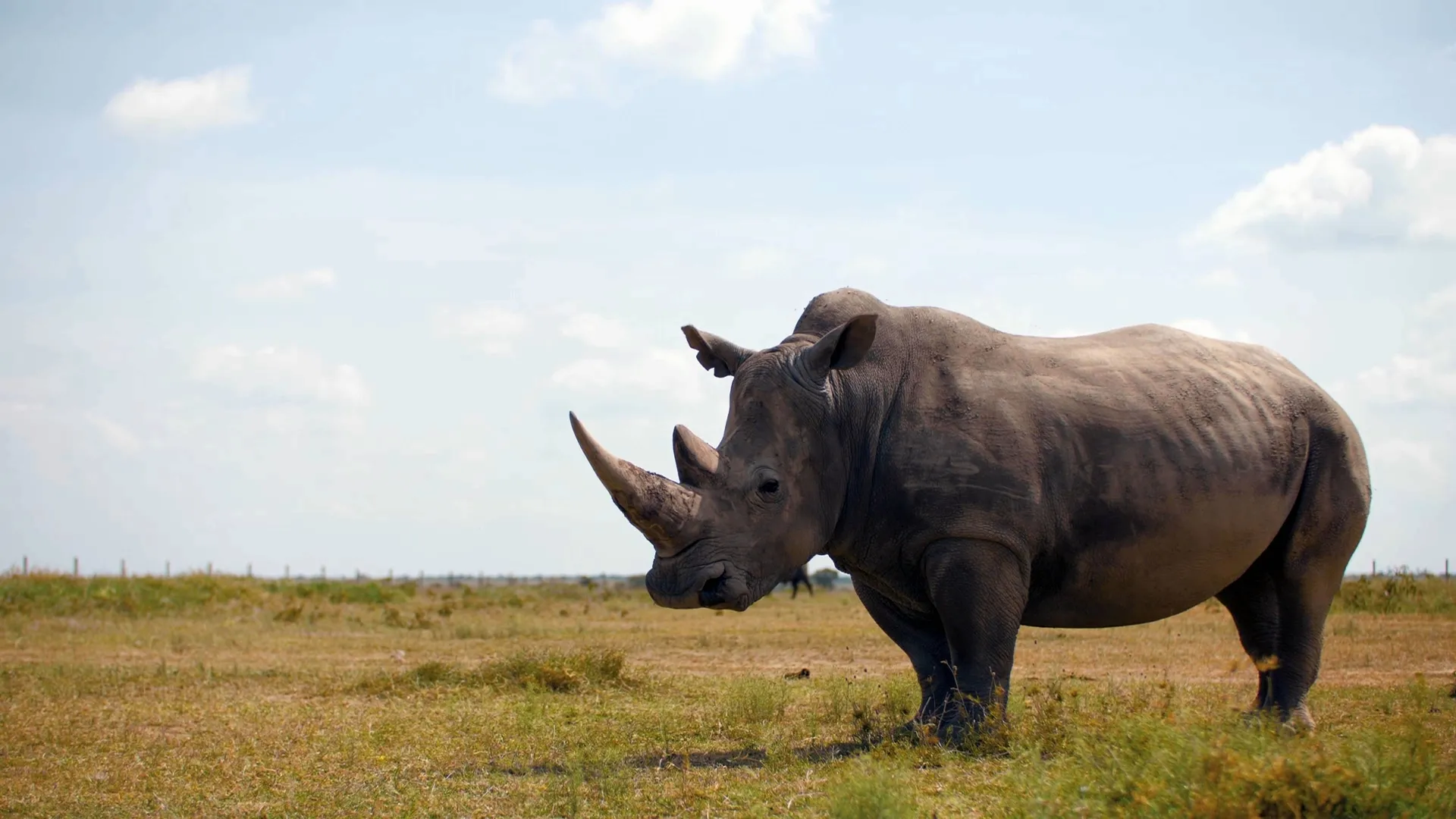 Rhino standing in a field of grass under a slightly cloudy blue sky.
