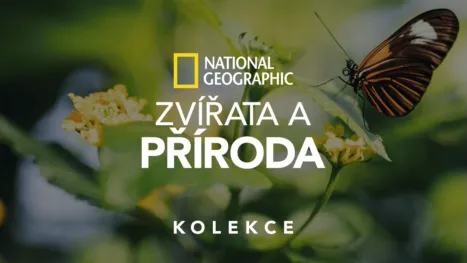 thumbnail - National Geographic – zvířata a příroda