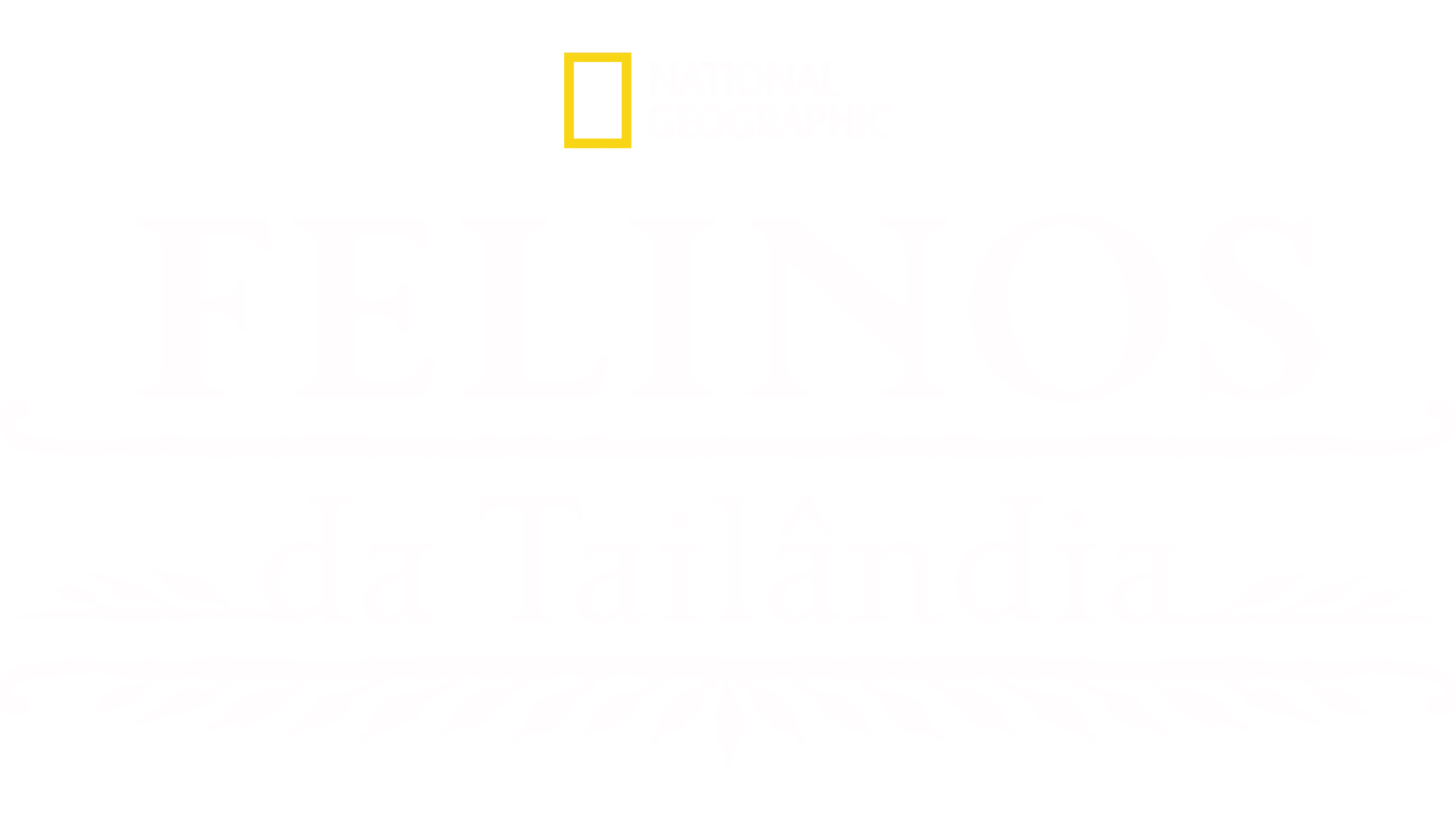 Felinos da Tailândia