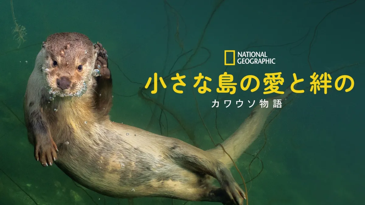 小さな島の愛と絆のカワウソ物語を配信で見る | Disney+(ディズニープラス)