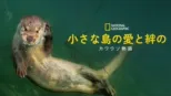 thumbnail - 小さな島の愛と絆のカワウソ物語