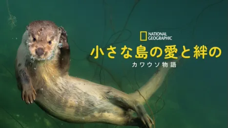 thumbnail - 小さな島の愛と絆のカワウソ物語