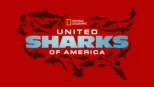 thumbnail - United Sharks of America