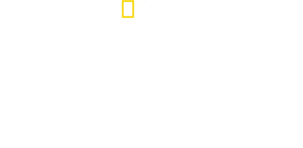 泰國野生大貓