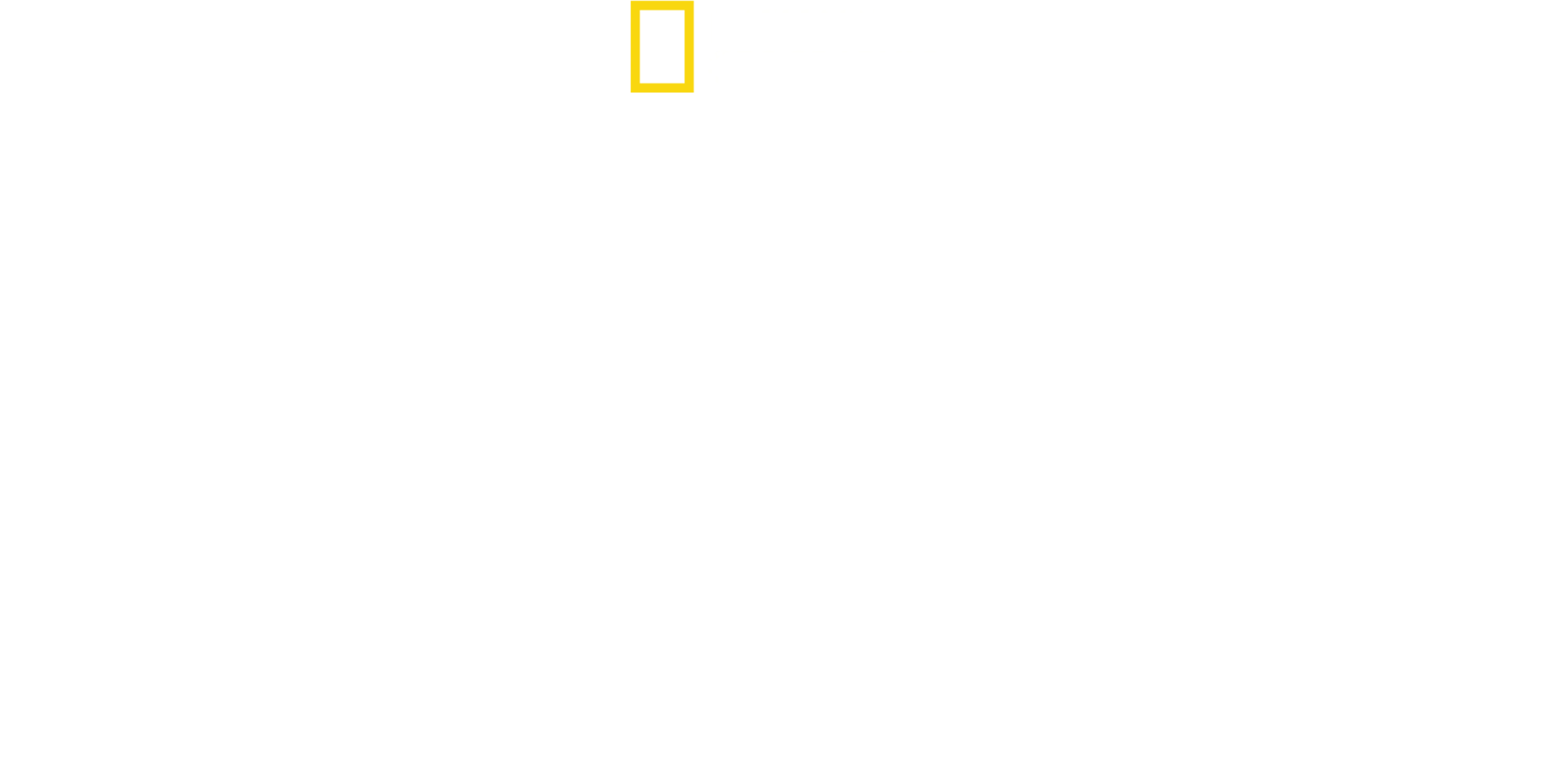 泰國野生大貓