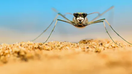 Bichos: Una verdadera aventura en miniatura