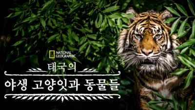 태국의 야생 고양잇과 동물들