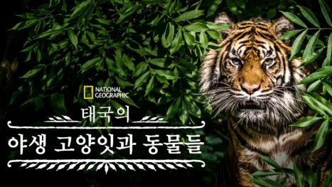 thumbnail - 태국의 야생 고양잇과 동물들