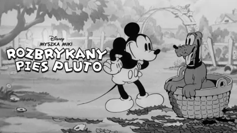 thumbnail - Rozbrykany pies Pluto