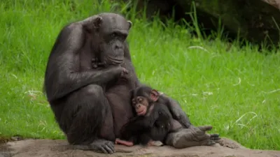 thumbnail - S5:E5 Platypus Emergency