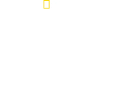 Shark vs. Whale