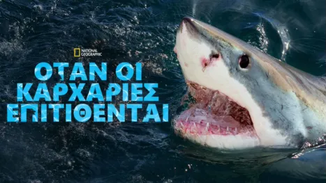 thumbnail - Όταν οι Καρχαρίες Επιτίθενται