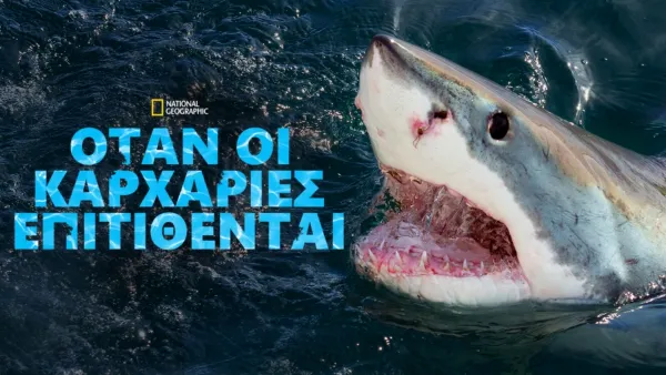 thumbnail - Όταν οι Καρχαρίες Επιτίθενται