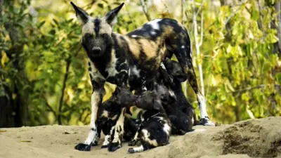 thumbnail - S1:E4 A Baby Wild Dog's Story