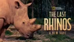 thumbnail - The Last Rhinos: A New Hope