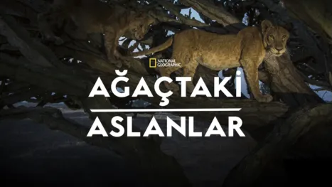 thumbnail - Ağaçtaki Aslanlar
