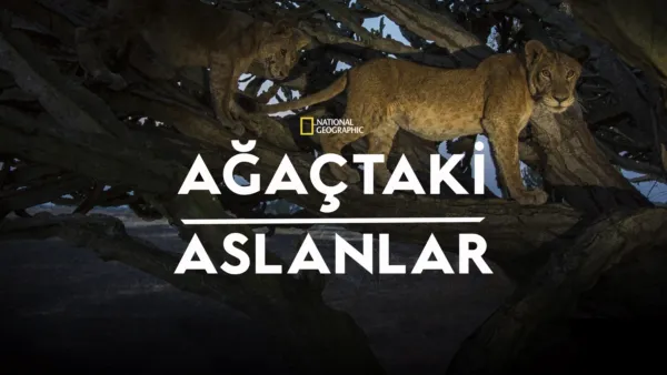 thumbnail - Ağaçtaki Aslanlar