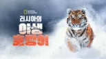 thumbnail - 러시아의 야생 호랑이