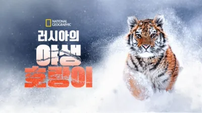 러시아의 야생 호랑이