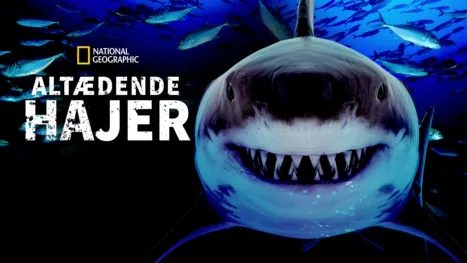 thumbnail - Altædende hajer