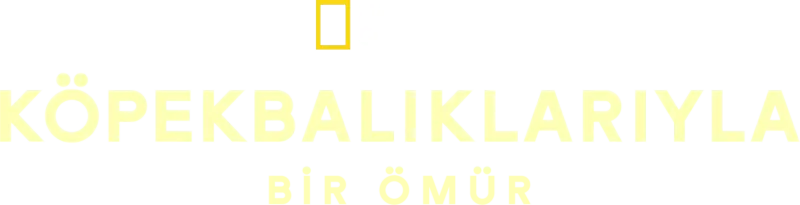 Köpekbalıklarıyla Bir Ömür