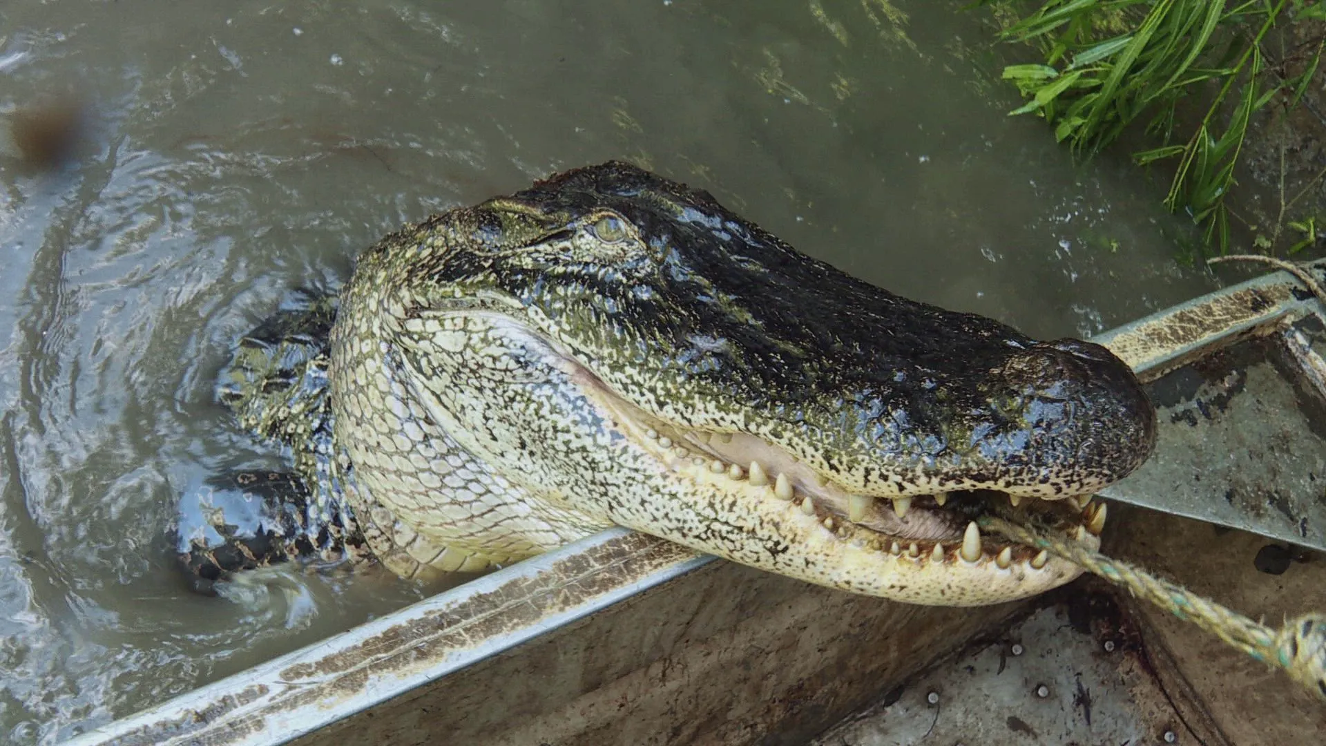 thumbnail - S15:E15 Ice Cold Gamble