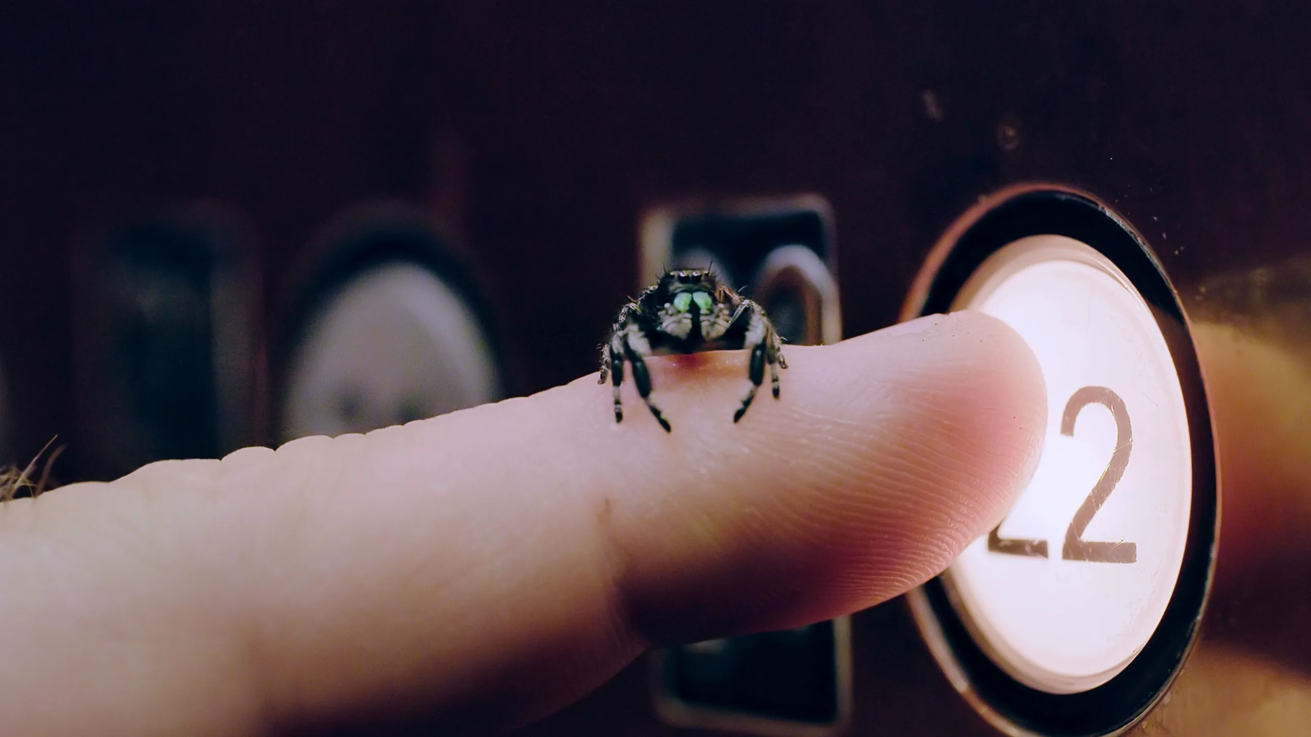 thumbnail - S2:E5 Bee-Hind the Camera