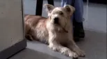 thumbnail - Grey's Anatomy S2:E14 Tell Me Sweet Little Lies