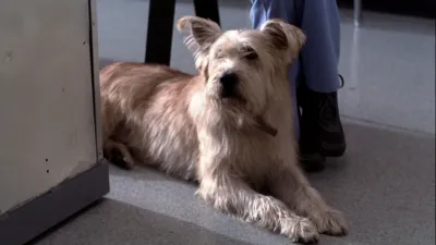 thumbnail - Grey's Anatomy