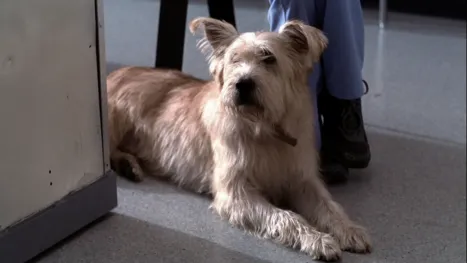thumbnail - Grey's Anatomy