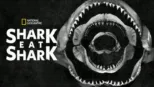 thumbnail - Shark Eat Shark