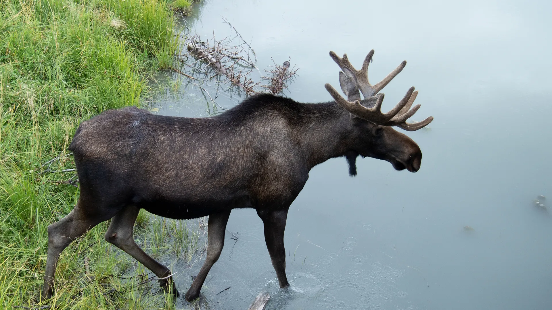 thumbnail - S2:E8 Wild Moose Chase