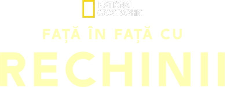 Față În Față Cu Rechinii