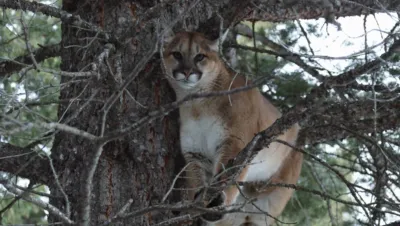 thumbnail - S10:E8 Big Mountain Payday